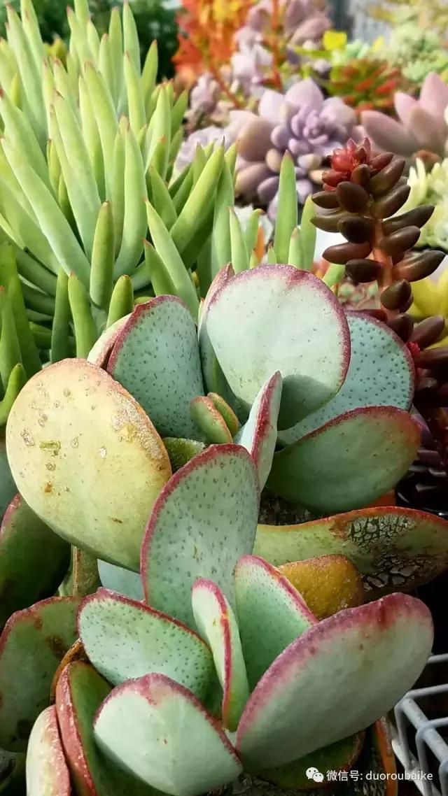 养多肉人发的朋友圈,养肉者们分享的多肉视频