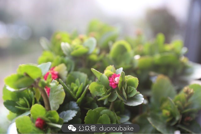 古镇寻肉记:那些旅行中遇见的植物!