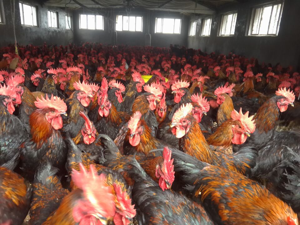 养醉鸡用什么品种好,藏鸡养殖技巧