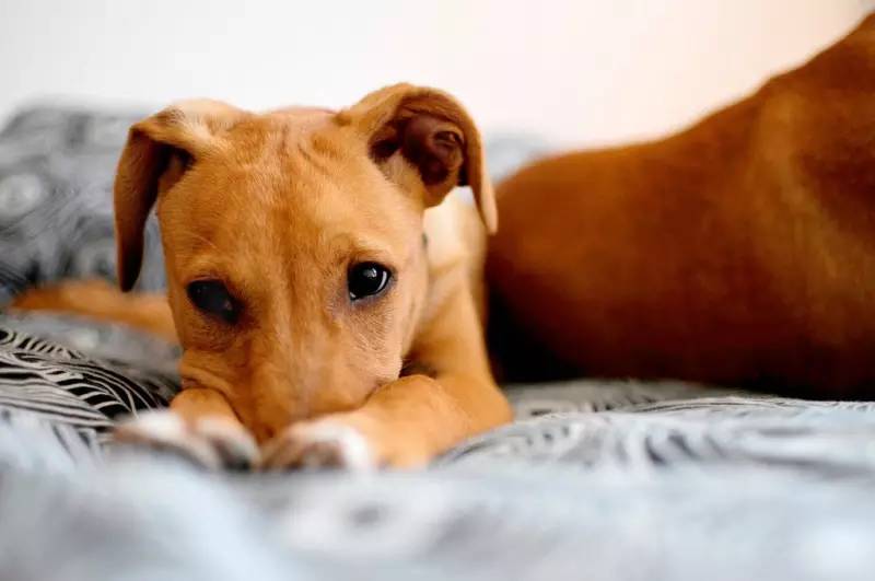 寄养什么宠物便宜,什么寄养中心最好