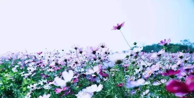 南宁格桑花,助力赢门票