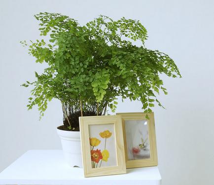 铁线蕨迷你可爱，有时叶片变黑是怎么回事？（附补救攻略）