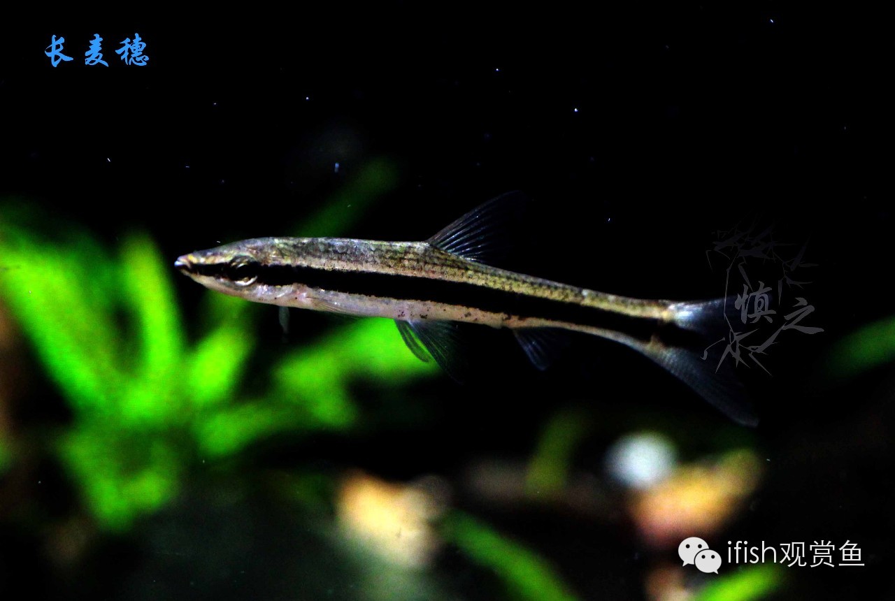 大圣年,大圣过年放鞭炮