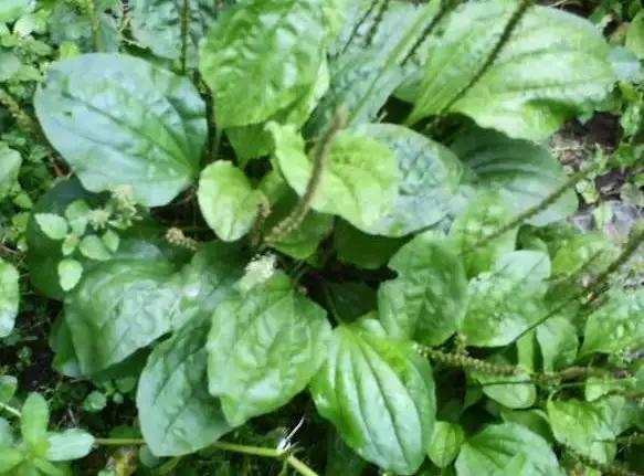 云南人再贵也要吃野生菌,云南人吃过最奢侈的一道菜