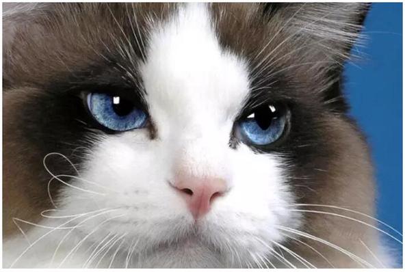 布偶猫美,布偶猫好美