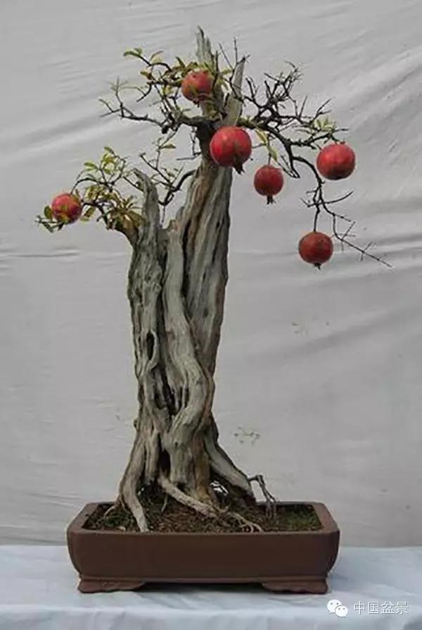 一株盆景60万元,石榴盆景100种图片