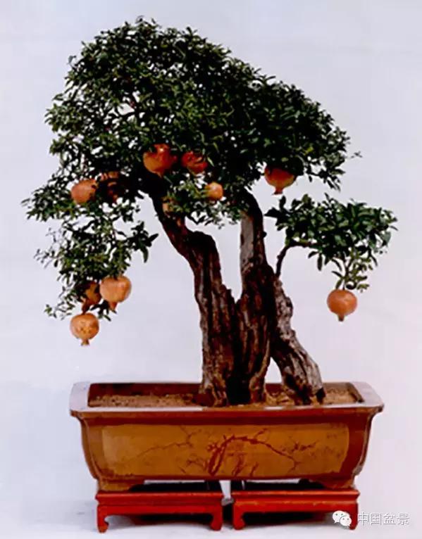 一株盆景60万元,石榴盆景100种图片