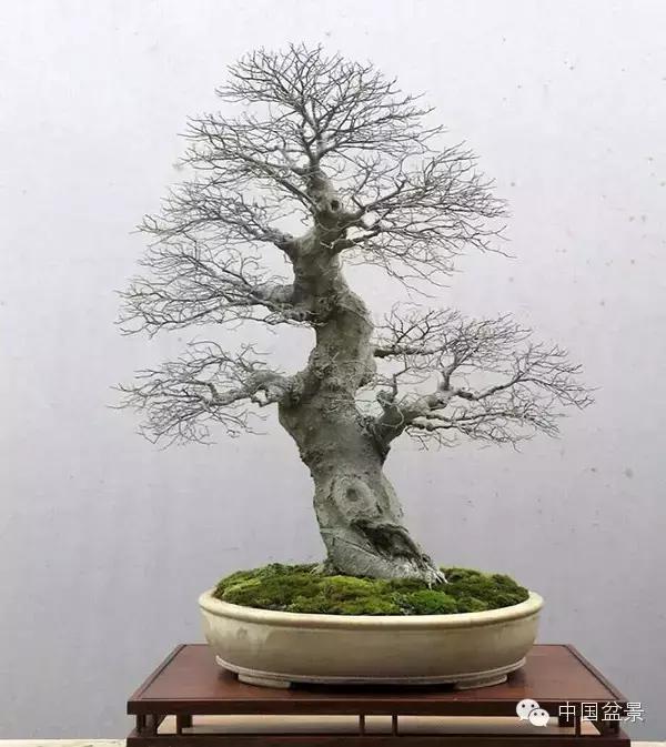 一株盆景60万元,石榴盆景100种图片