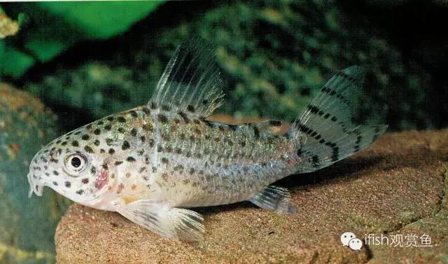鼠鱼如何繁育,小型鼠鱼怎么养