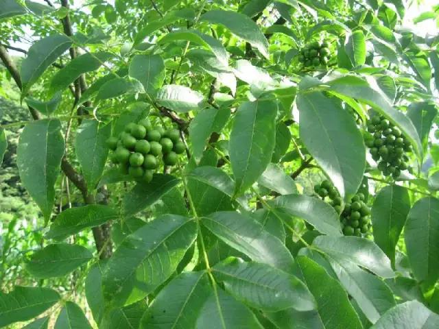 云南人再贵也要吃野生菌,云南人吃饭奢侈