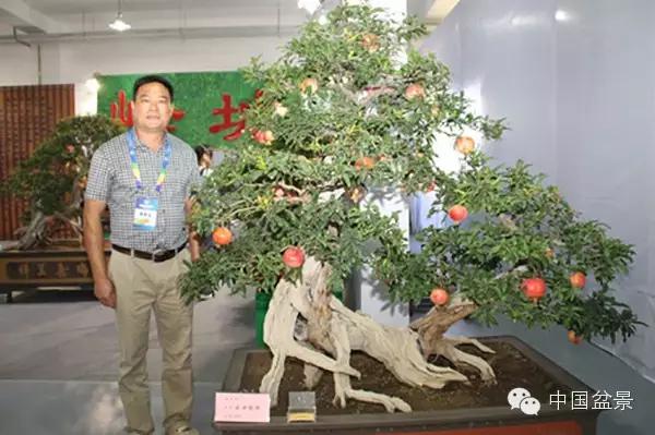 一株盆景60万元,石榴盆景100种图片