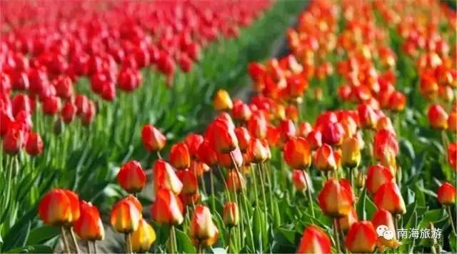 您好，2017年｜阳光灿烂，花果飘香，迎新年这些地方你不得不去！