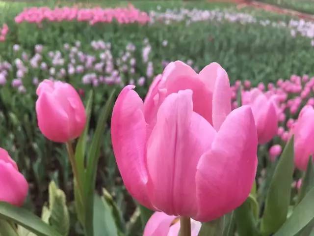 您好，2017年｜阳光灿烂，花果飘香，迎新年这些地方你不得不去！