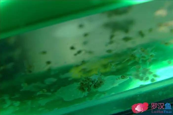 罗汉参的繁殖方法,罗汉鱼怎么养起头