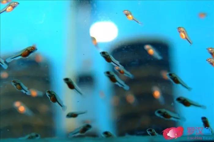 罗汉参的繁殖方法,罗汉鱼怎么养起头