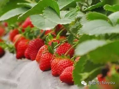 您好，2017年｜阳光灿烂，花果飘香，迎新年这些地方你不得不去！