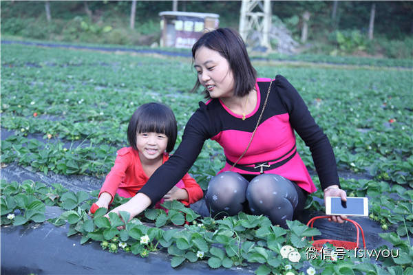 您好，2017年｜阳光灿烂，花果飘香，迎新年这些地方你不得不去！