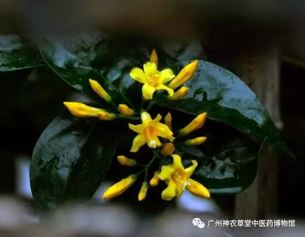 中药的中毒反应时间,吃中药中毒如何处理