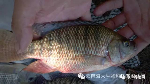 冬季温度下降，罗非鱼养殖户要谨防水霉病+竖鳞病