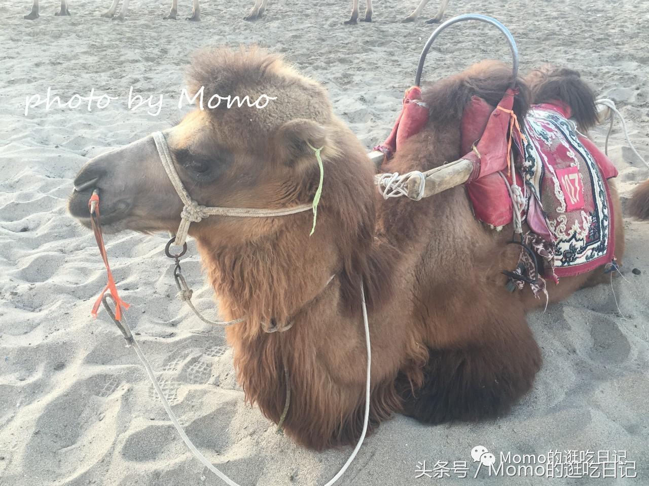 骑骆驼是怎样的一种感受？