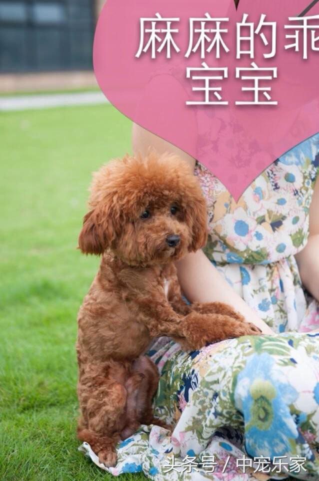 泰迪狗刚到家怎么养啊怎么训练,笼养泰迪幼犬怎么训练