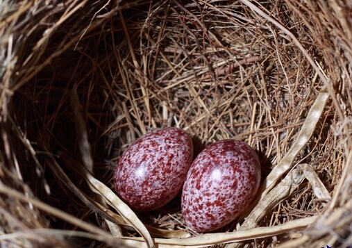 如何通过蛋黄颜色识别优质鸡蛋,蛋壳颜色可以判断鸡蛋新鲜程度