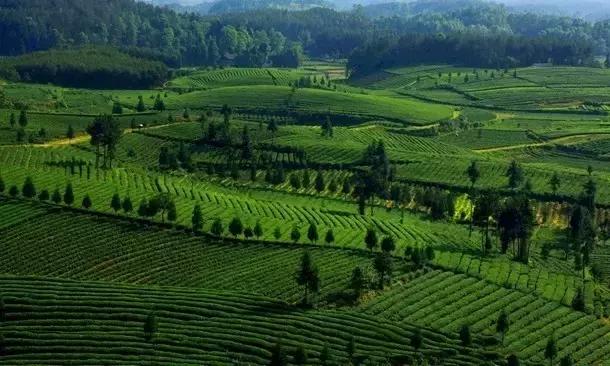 凤冈毛尖锌硒茶价格表,凤冈锌硒茶是绿茶吗