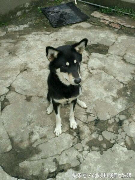 犬舍高价买了一只二哈，卖家说是纯种的，我却总觉得哪里怪怪的！