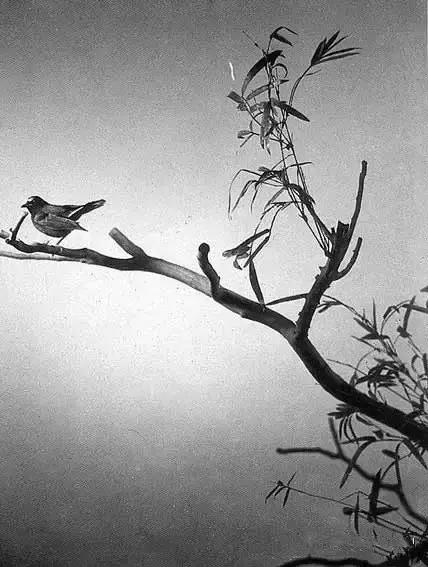 这才是真正的中国风,这才是真正的中国风古装