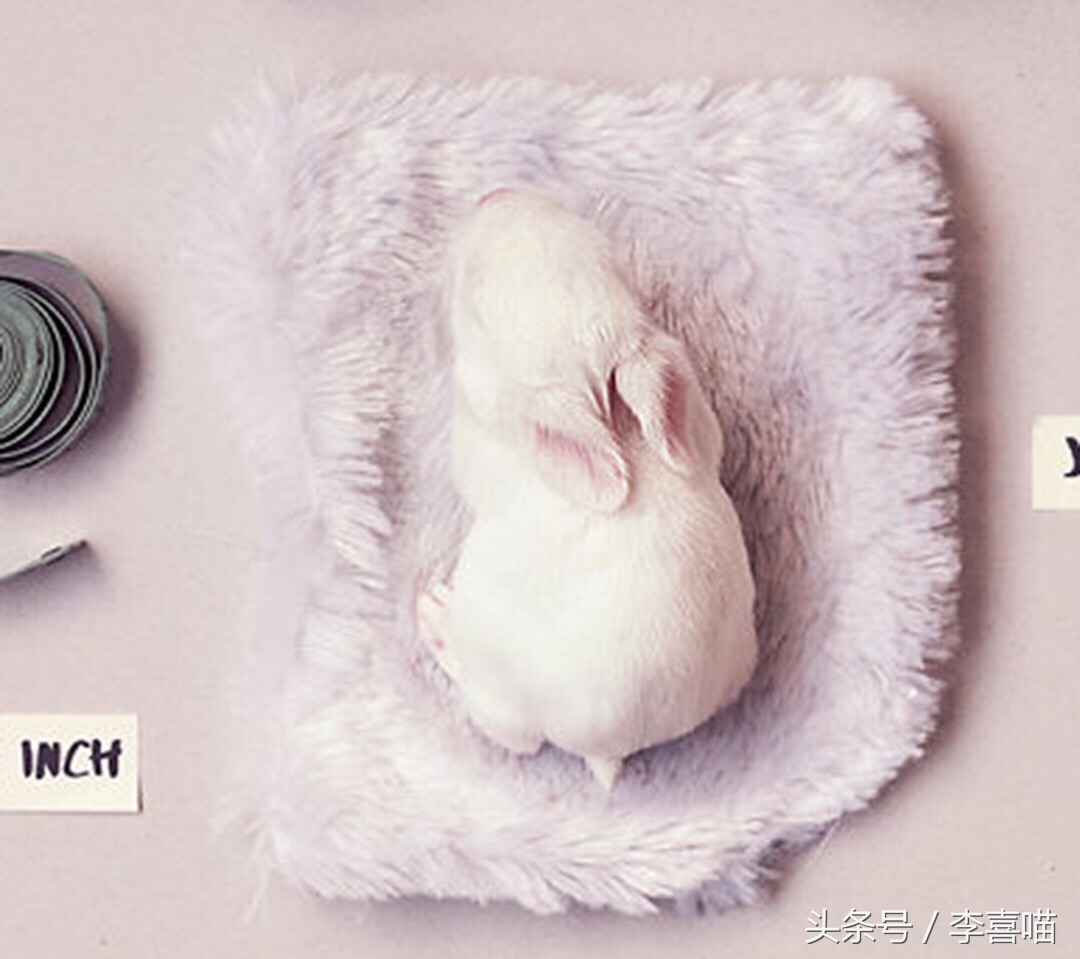 如何养好宠物兔子的方法,什么兔子比较好当宠物也好养