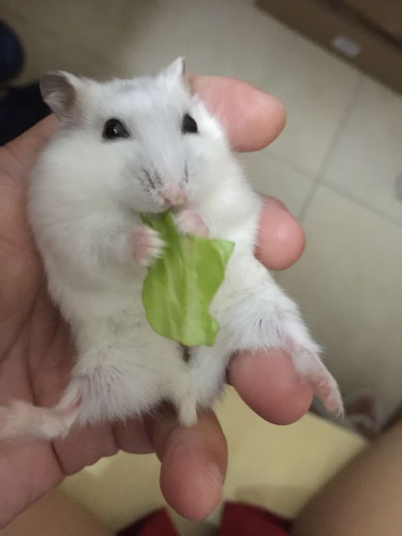必须买的仓鼠零食,小仓鼠买东西推荐吃的主食小零食