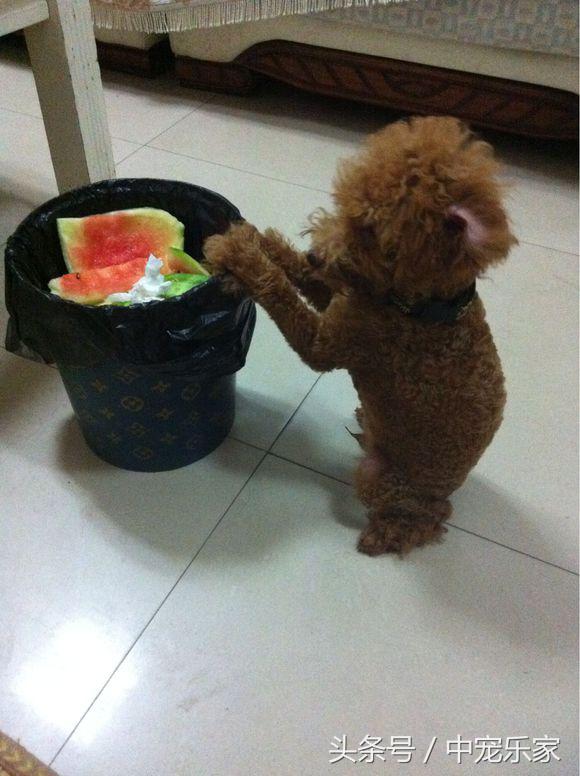 泰迪狗刚到家怎么养啊怎么训练,笼养泰迪幼犬怎么训练