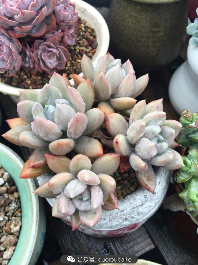 寒风中越发美丽的多肉,冬季暖阳下的多肉