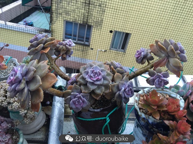 寒风中越发美丽的多肉,冬季暖阳下的多肉