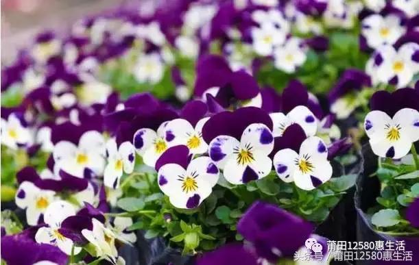 这个时候莆田哪里可以赏花,莆田春天哪里赏花