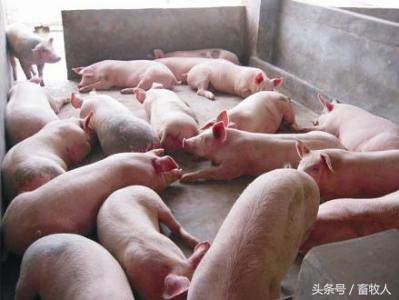 从猪喘的观察开始说起