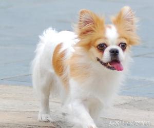 拥有一双美丽翅膀,有一双美丽的眼睛的狗