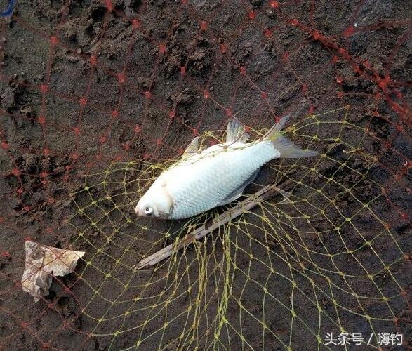 野鲫鱼怎么钓爆护,野钓爆护的几个技巧