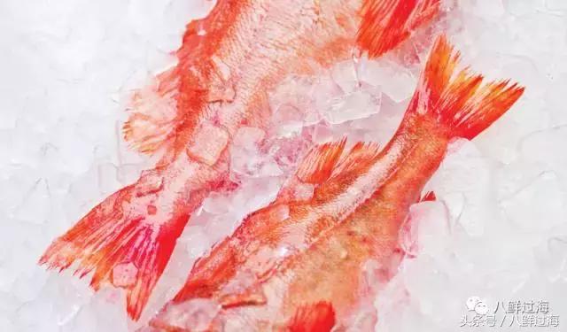 大西洋红鱼和金鲳鱼哪个好吃,大西洋红鱼和新西兰长寿鱼哪个好