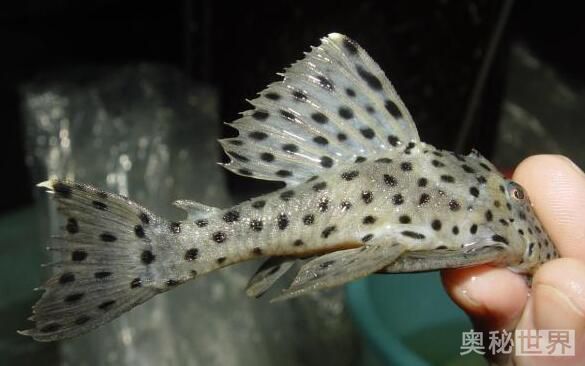 24k黄金达摩野生和人工的区别,24k黄金达摩真的有黄金吗