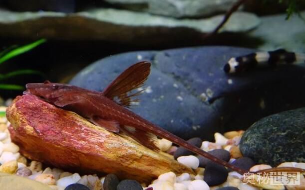 24k黄金达摩野生和人工的区别,24k黄金达摩真的有黄金吗