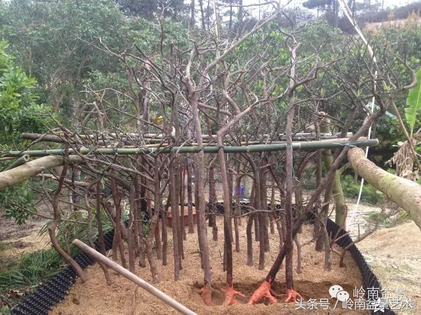 请厚爱你的野生树桩