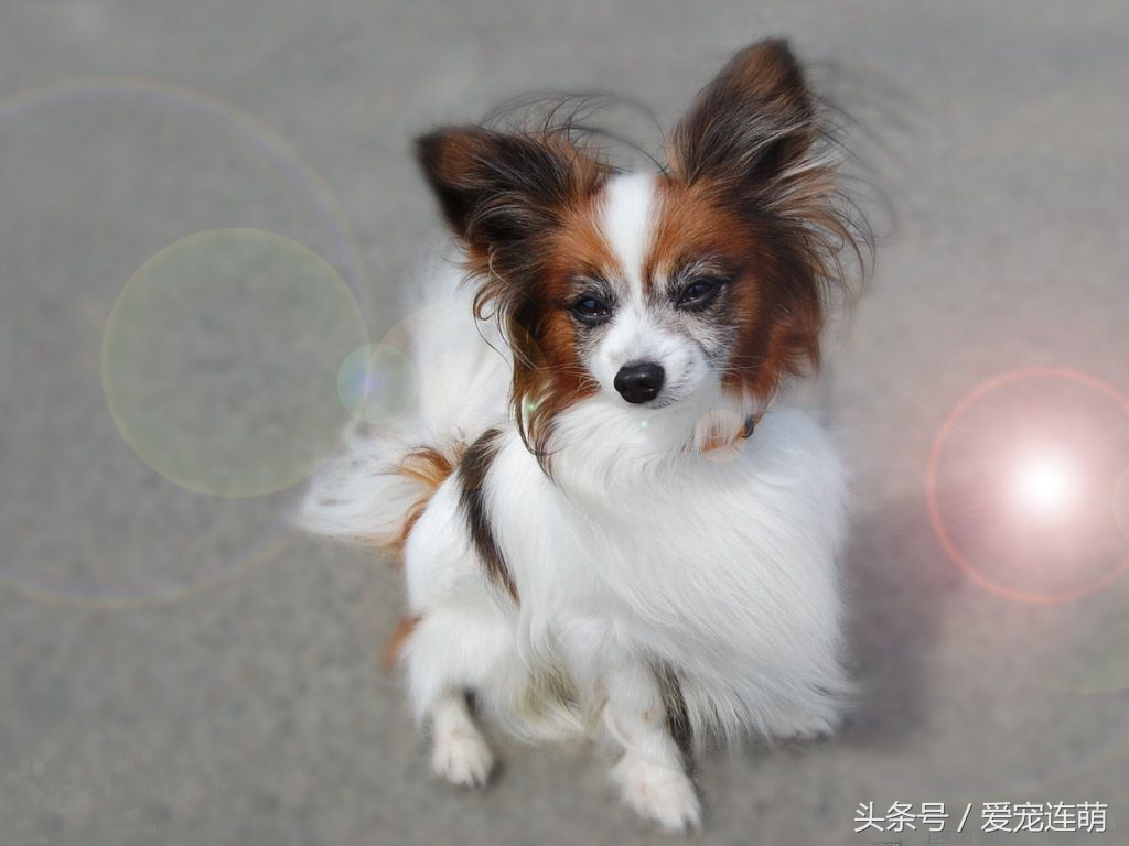 拥有一双美丽翅膀,有一双美丽的眼睛的狗