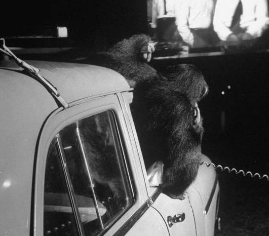 汽车电影院真实视频,世界上第一家电影院在哪个国家