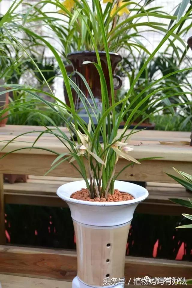 神奇植物在哪里英文,神奇植物在哪里全集