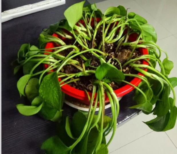 绿萝叶子尖发黑是怎么回事,为什么大叶绿萝新芽叶尖发黑