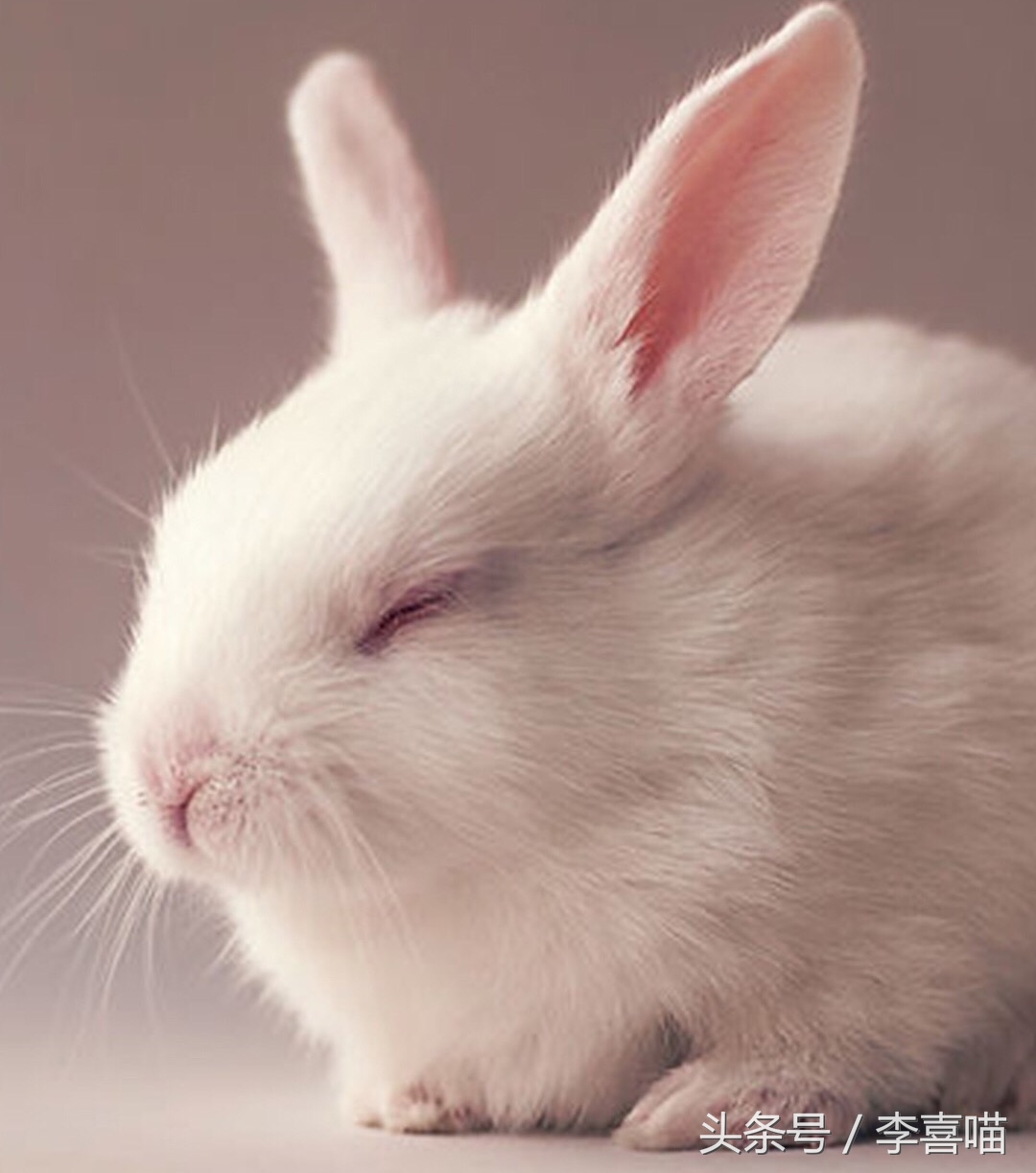 如何养好宠物兔子的方法,什么兔子比较好当宠物也好养