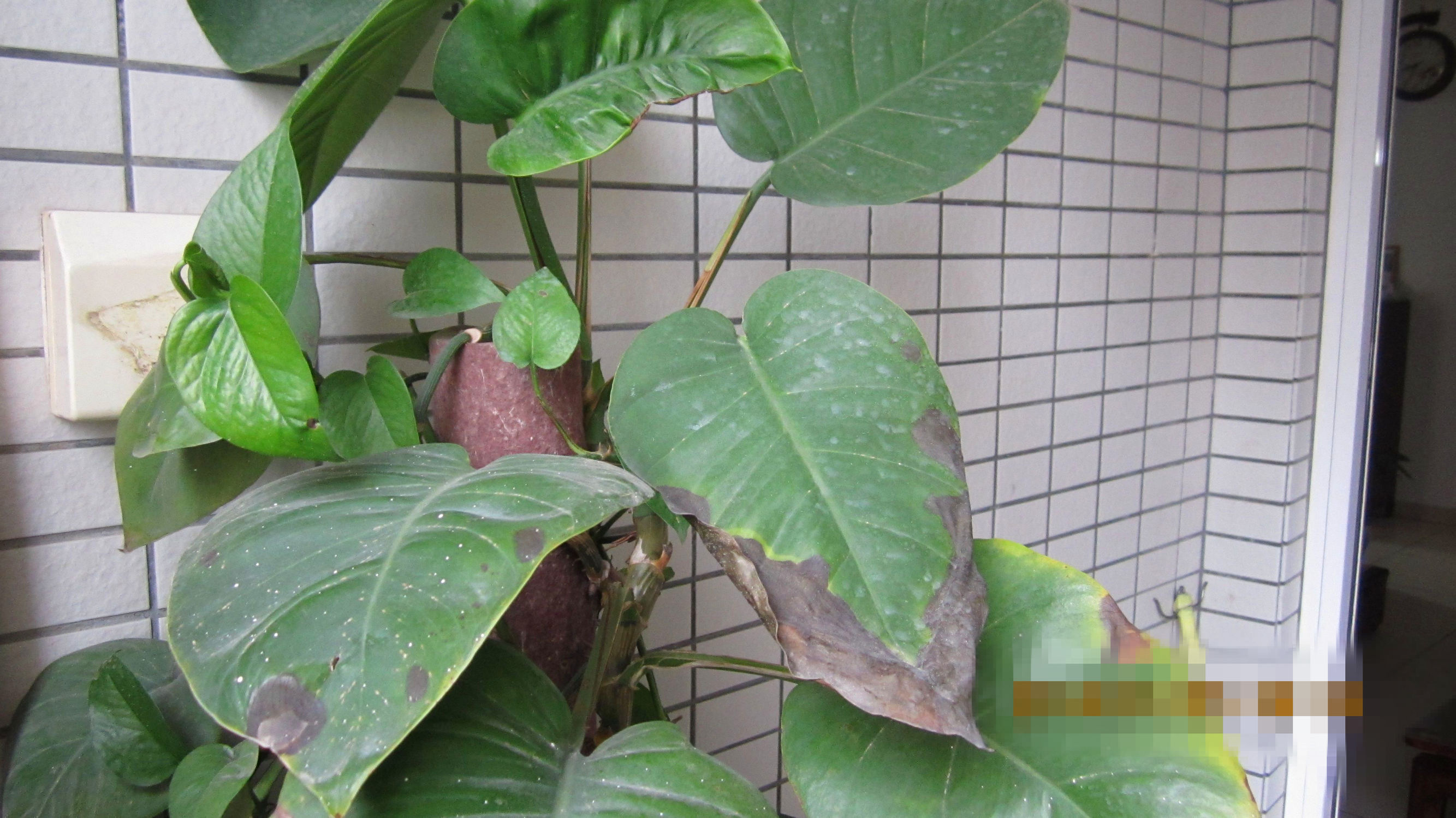 绿萝叶尖发黑怎么办,绿萝叶子发黑剪掉以后会再长吗