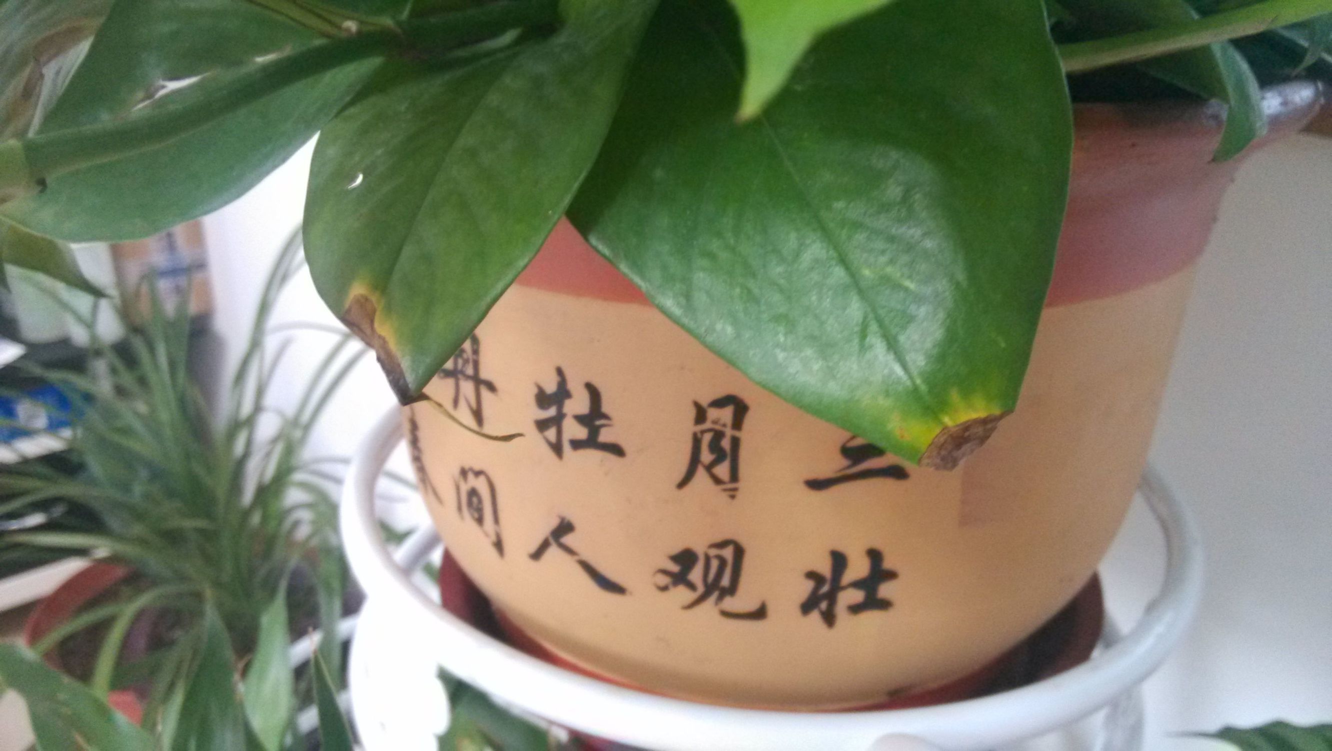 绿萝叶尖发黑怎么办,绿萝叶子发黑剪掉以后会再长吗