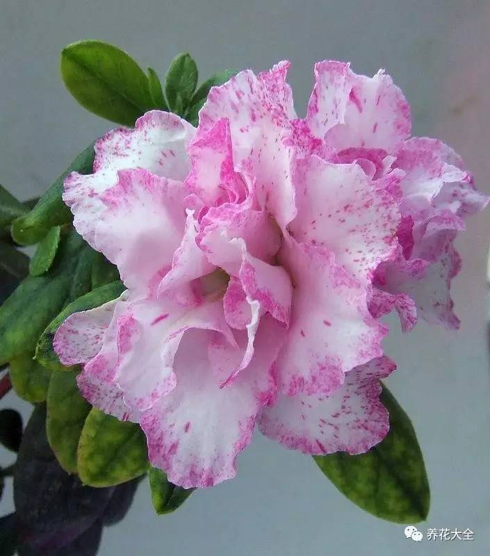 最美大杜鹃花图片,中国最美天然杜鹃花